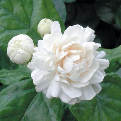 Bloemen-flowers Jasminum sambac Grand Duke of Tuscany