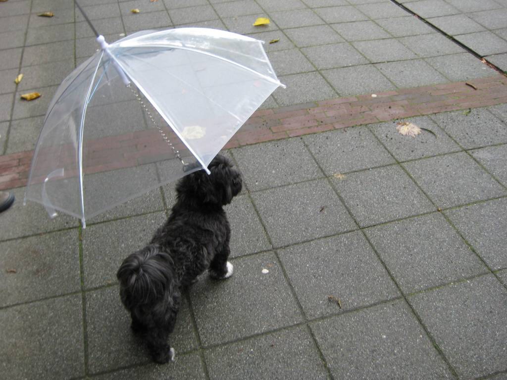 puppy umbrella petsonline umbrella petsonline puppy umbrella petsonline umbrella petsonline