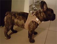 Curli Air Mesh Dog Harness Beige