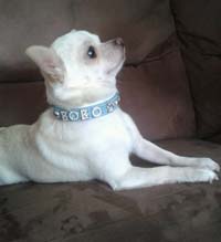 Dog Collar with name