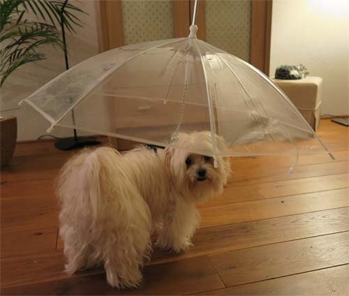 Petsonline Dog Umbrella - Petsonline