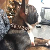 Dog Collar with name