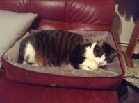 Cat bed thermal lounger