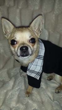 dog coat dressed up