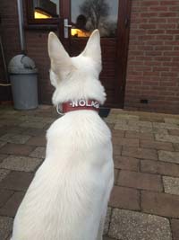 Red dog collar with name
