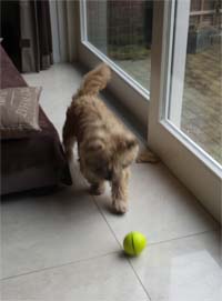 dog toy magic ball