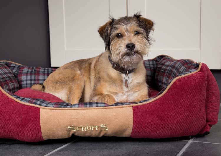 Afbeelding Scruffs Highland Box Bed - Rood - S door Petsonline