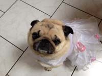 Dog Wedding Dress
