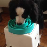Slow feeder for dogs