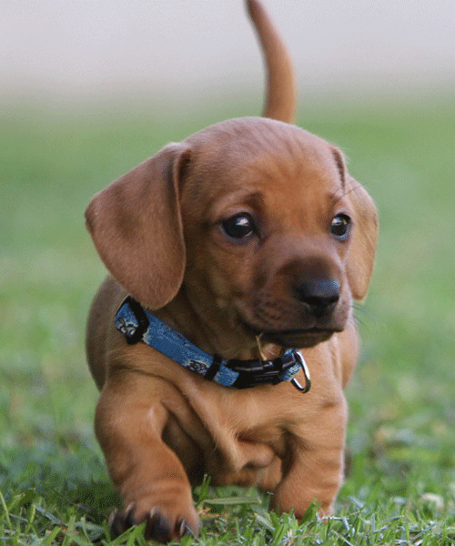 puppy with collar
