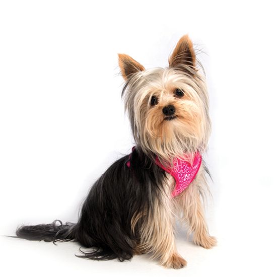 Afbeelding Hondentuig Wrapz Pink Bones door Petsonline