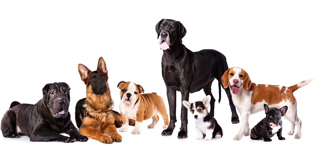 Honden