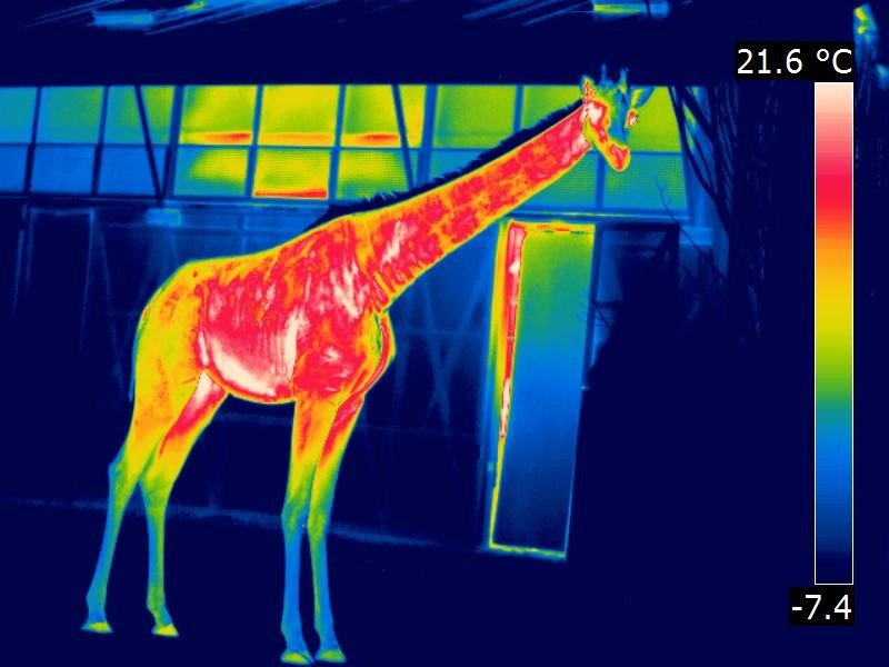 Zij zijn nemen Shipley Nieuws - Artis gebruikt warmtebeeldcamera's om invloed van vrieskou op  dieren te bestuderen - Warmtebeeldcamera.nl