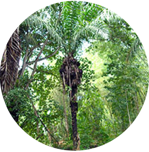 Tagua Palm