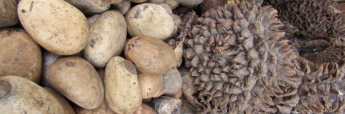 Tagua jewelry: Natural and sustainable beauty