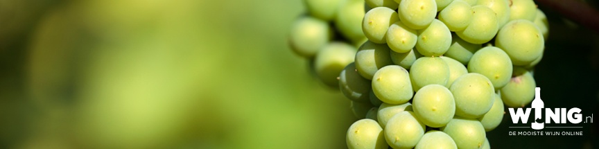 Drie keer Sauvignon Blanc