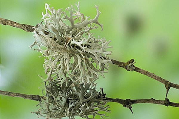 Was sind Chypre Parfüme?