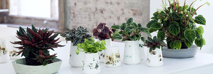 Welke plant past het beste bij uw interieur?