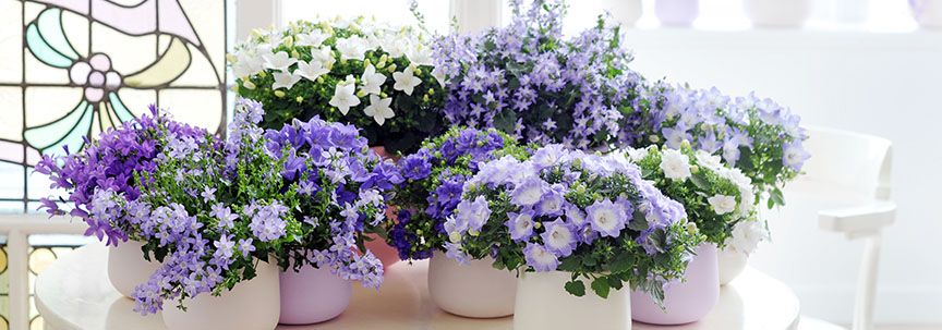 Woonplant van de maand mei: Binnenstebuiten planten