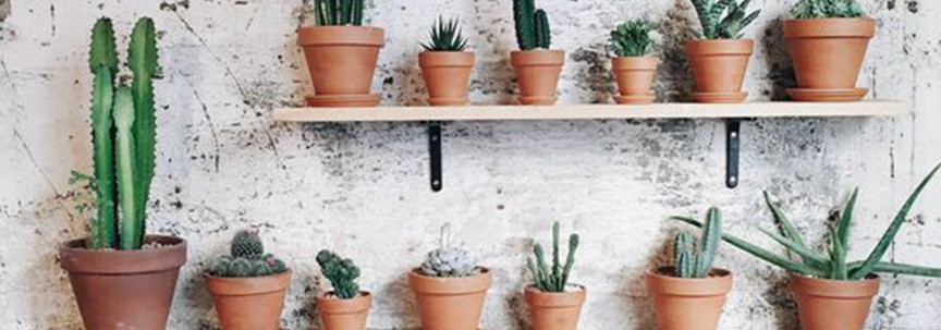 Plant plus terracotta: kleur in huis!