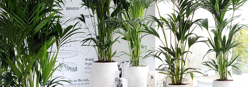 Verschillende palmsoorten voor in huis