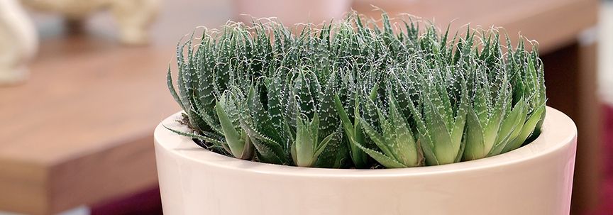 Aloë Vera plant