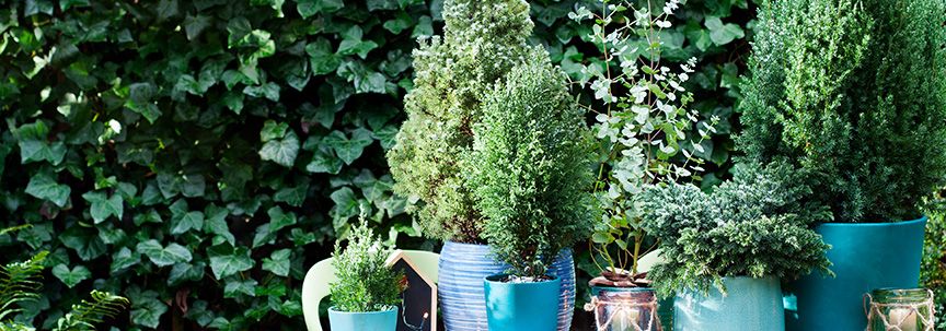 Buitenplanten voor in de tuin