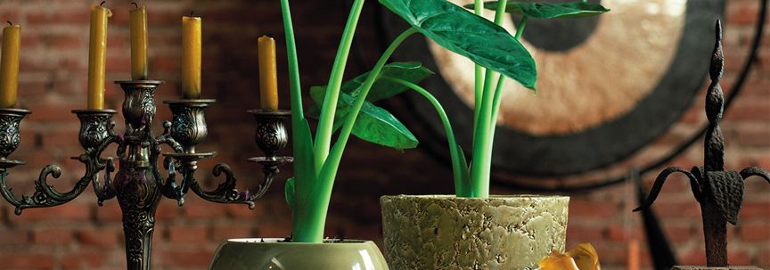 Alocasia is woonplant van de maand september
