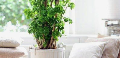 Polyscias - www.fleurdirect.com