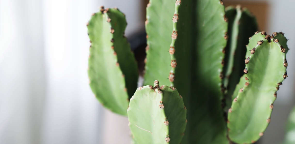 de cactus | bruikbare informatie - fleurdirect