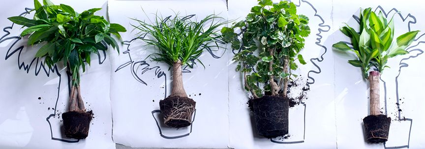 Kamerbomen, woonplanten van januari