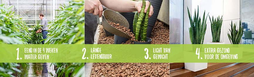 Hydrocultuurplanten, wat zijn het eigenlijk?