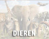 Dieren Merchandise