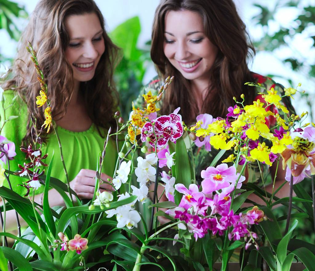 Orchideen