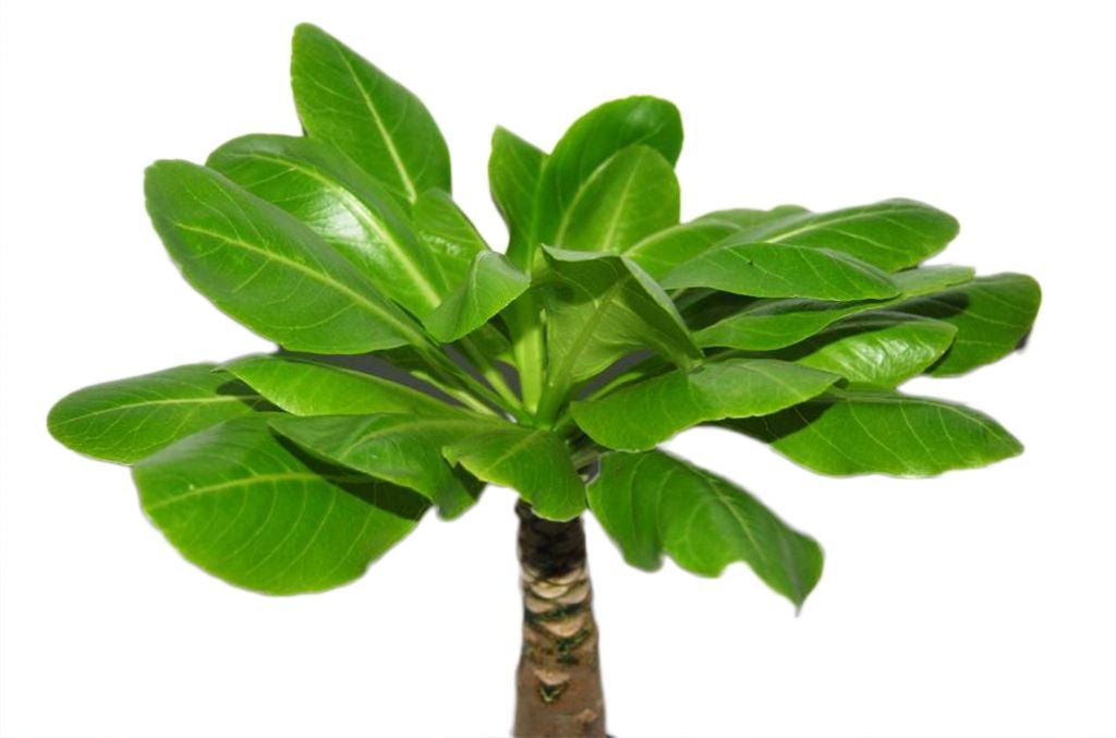 Brighamia Insignis Kaufen? - FloraStore