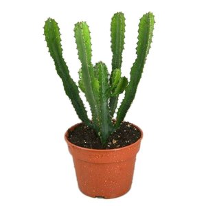 cactus-euphorbia-hermentiana.jpg