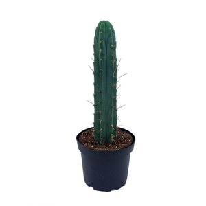 cactus-pachanot.jpg