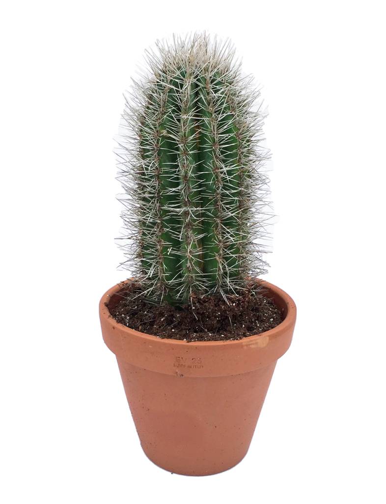 Resultado de imagen de cactus