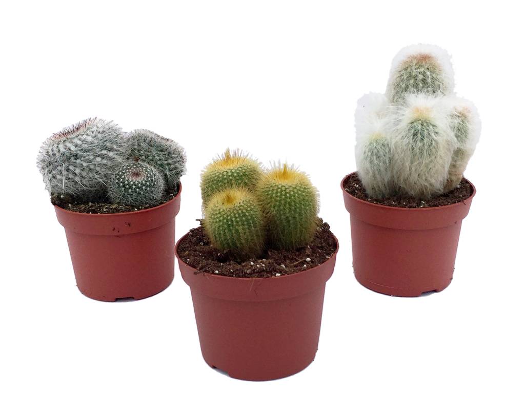  Cactus  mixed in pot  12 cm FloraStore