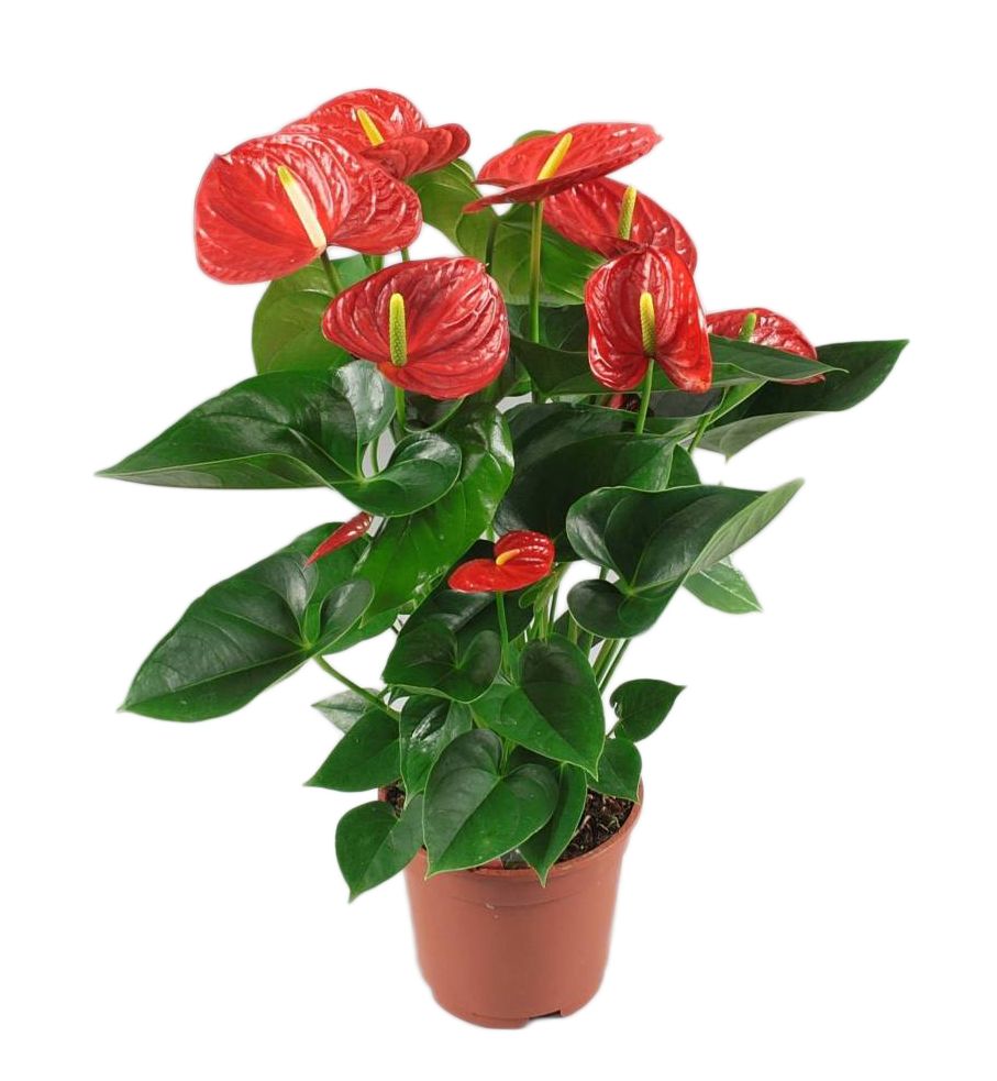  Anthurium  Red  Winner FloraStore