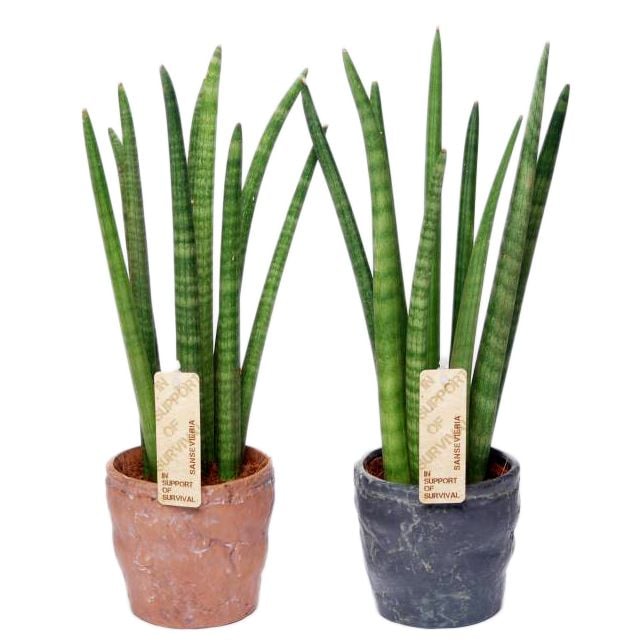 sansevieria cylindrica spaghetti in durban ceramic