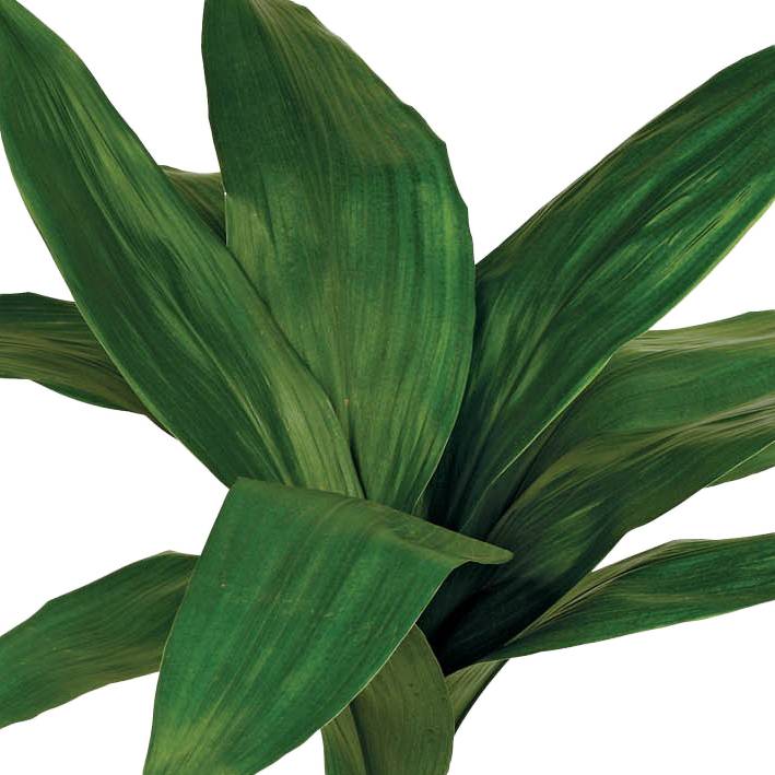 Aspidistra