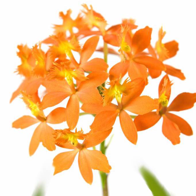 Orchideeën