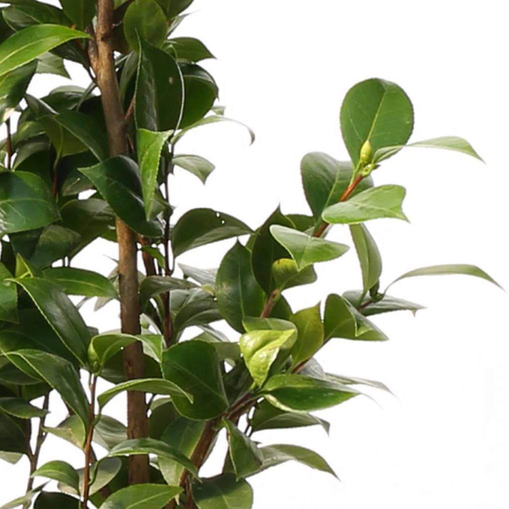 Camellia