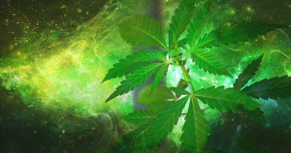 Verschil tussen wietolie en THC Olie Kopen?