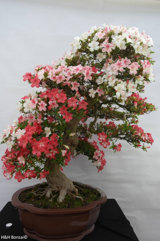 Bonsai Azalea Satsuki Kogetsu, no. 5685 www.henhbonsai.nl