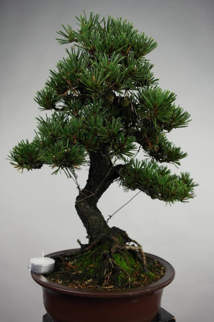 Bonsai Pinus thunbergii kotobuki, Japanse Zwarte den, nr ...
