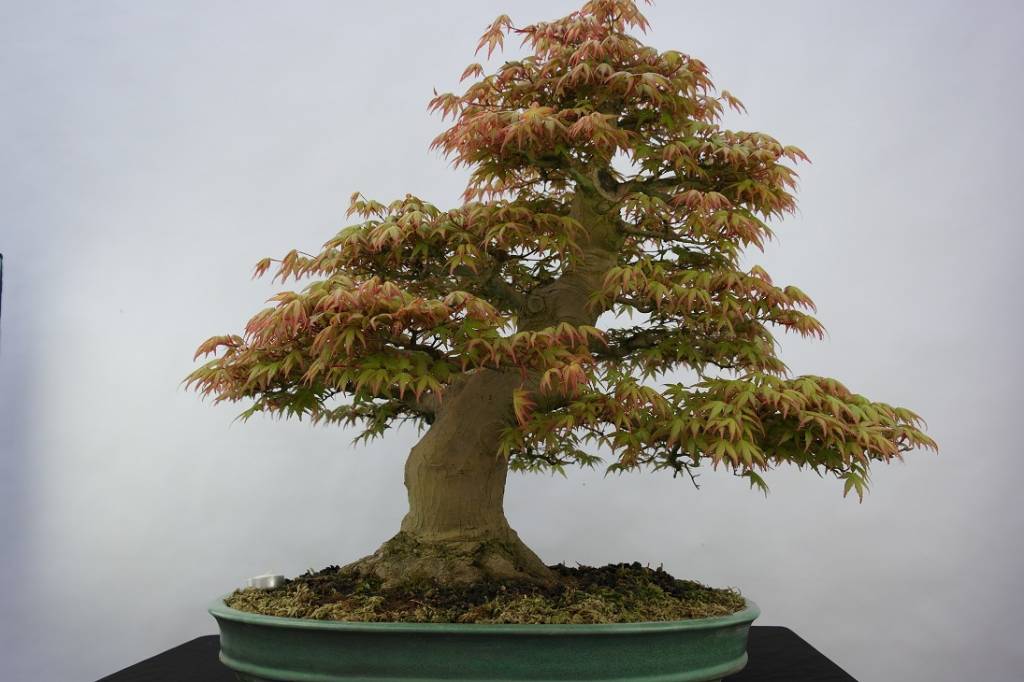 Bonsai Jap. Fächerahorn, Acer palmatum, nr. 5508 www