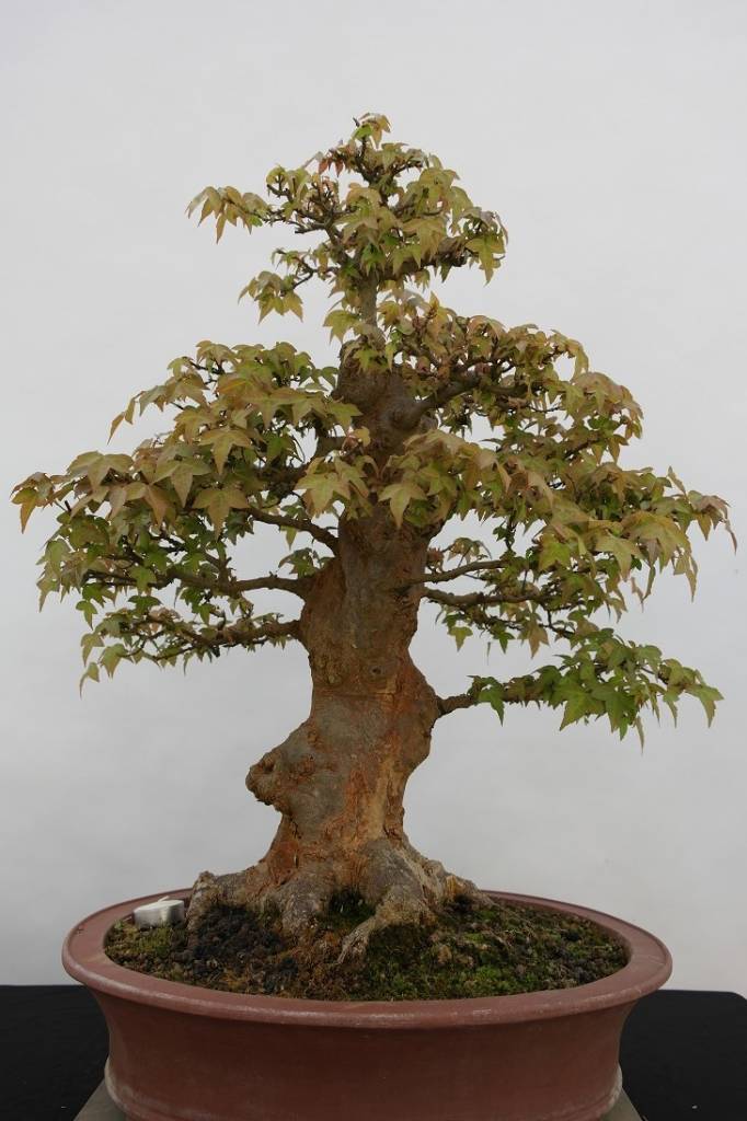 Bonsai Trident maple, Acer buergerianum, no. 5184 - www.henhbonsai.nl