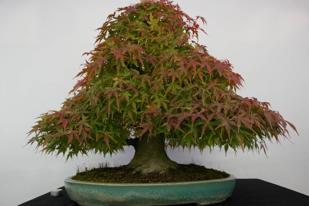 Bonsai Jap. Fächerahorn, Acer palmatum, nr. 5521 www